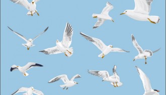 Gabbiani – Seagulls
